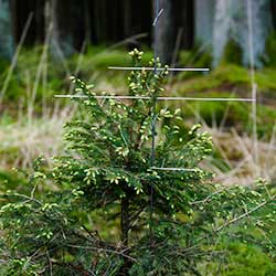 stachelbaum